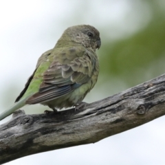 Psephotus haematonotus (Red-rumped Parrot) at Higgins, ACT - 18 Jan 2023 by AlisonMilton