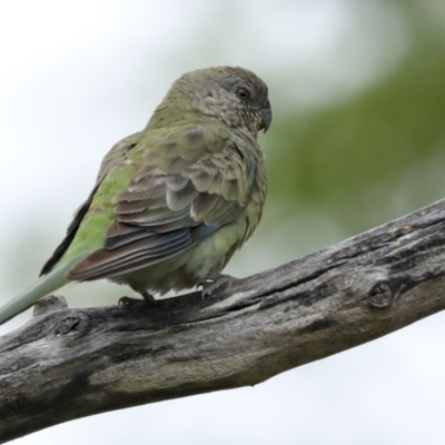 Psephotus haematonotus (Red-rumped Parrot) at Higgins, ACT - 18 Jan 2023 by AlisonMilton