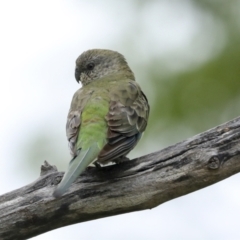 Psephotus haematonotus at Higgins, ACT - 19 Jan 2023