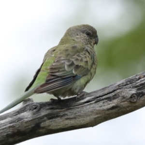 Psephotus haematonotus at Higgins, ACT - 19 Jan 2023