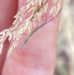 Mutusca brevicornis at Aranda, ACT - 22 Jan 2023 12:28 PM