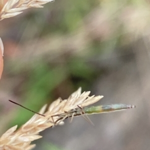 Mutusca brevicornis at Aranda, ACT - 22 Jan 2023