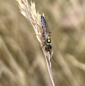 Agriomyia sp. (genus) at Aranda, ACT - 22 Jan 2023