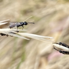 Tiphiidae (family) (Unidentified Smooth flower wasp) at Aranda, ACT - 22 Jan 2023 by Jubeyjubes