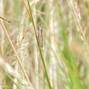 Culladia cuneiferellus at Aranda, ACT - 21 Jan 2023