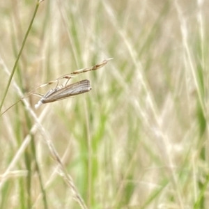 Culladia cuneiferellus at Aranda, ACT - 21 Jan 2023