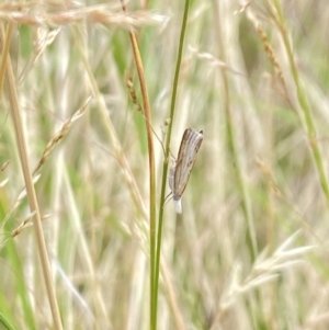 Culladia cuneiferellus at Aranda, ACT - 21 Jan 2023