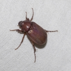 Rhopaea (genus) (Pasture scarab) at Higgins, ACT - 15 Jan 2023 by AlisonMilton