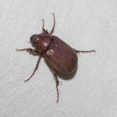 Rhopaea (genus) (Pasture scarab) at Higgins, ACT - 15 Jan 2023 by AlisonMilton