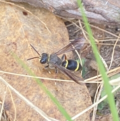 Cerceris sp. (genus) (Unidentified Cerceris wasp) at Aranda, ACT - 21 Jan 2023 by Jubeyjubes