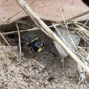 Cerceris sp. (genus) at Aranda, ACT - 21 Jan 2023