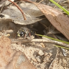 Cerceris sp. (genus) at Aranda, ACT - 21 Jan 2023