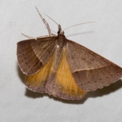 Epidesmia chilonaria (Golden-winged Epidesmia) at Higgins, ACT - 15 Jan 2023 by AlisonMilton