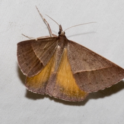 Epidesmia chilonaria (Golden-winged Epidesmia) at Higgins, ACT - 15 Jan 2023 by AlisonMilton