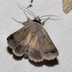 Pantydia sparsa (Noctuid Moth) at Higgins, ACT - 15 Jan 2023 by AlisonMilton