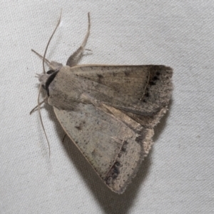 Pantydia sparsa at Higgins, ACT - 15 Jan 2023 10:03 PM