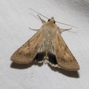 Helicoverpa punctigera at Higgins, ACT - 15 Jan 2023