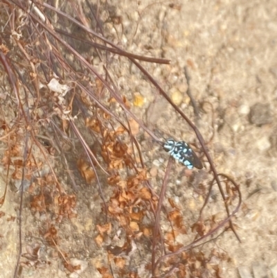 Thyreus sp. (genus) (Cuckoo bee) at Aranda, ACT - 21 Jan 2023 by Jubeyjubes