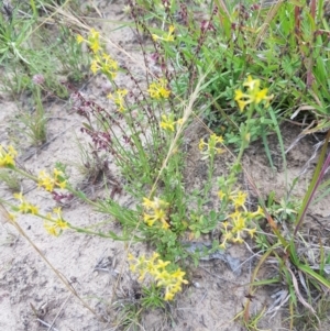 Pimelea curviflora at Tinderry, NSW - 22 Jan 2023 05:03 PM