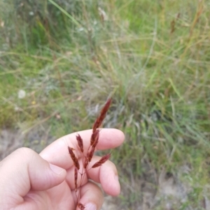 Sorghum leiocladum at Tinderry, NSW - 22 Jan 2023 04:59 PM