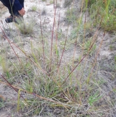 Sorghum leiocladum at Tinderry, NSW - 22 Jan 2023 04:59 PM