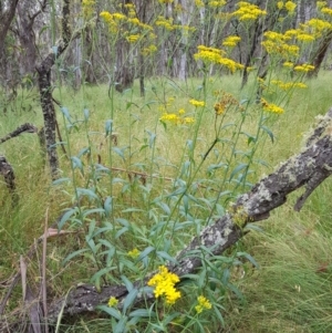 Senecio linearifolius at Tinderry, NSW - 22 Jan 2023