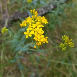 Senecio linearifolius at Tinderry, NSW - 22 Jan 2023