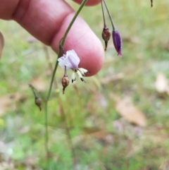 Arthropodium milleflorum (Vanilla Lily) at Mt Holland - 22 Jan 2023 by danswell