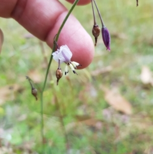 Arthropodium milleflorum at Tinderry, NSW - 22 Jan 2023 02:54 PM