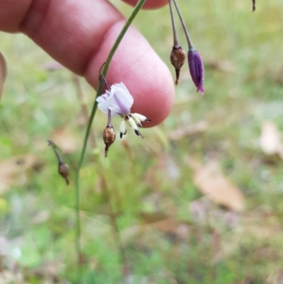 Arthropodium milleflorum (Vanilla Lily) at Mt Holland - 22 Jan 2023 by danswell