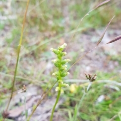 Microtis sp. (Onion Orchid) at Mt Holland - 22 Jan 2023 by danswell