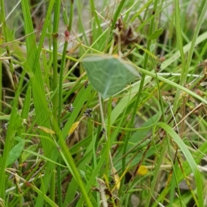 Euloxia meandraria at Tinderry, NSW - 22 Jan 2023