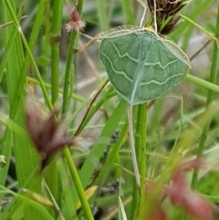 Euloxia meandraria at Tinderry, NSW - 22 Jan 2023