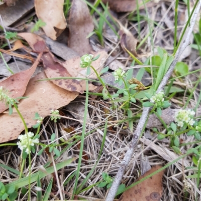 Poranthera microphylla (Small Poranthera) at Mt Holland - 22 Jan 2023 by danswell