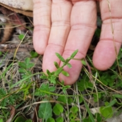 Gonocarpus tetragynus (Common Raspwort) at Tinderry, NSW - 22 Jan 2023 by danswell