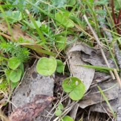 Dichondra repens (Kidney Weed) at Mt Holland - 22 Jan 2023 by danswell
