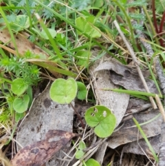 Dichondra repens (Kidney Weed) at Tinderry, NSW - 22 Jan 2023 by danswell