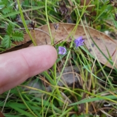 Veronica gracilis (Slender Speedwell) at Mt Holland - 22 Jan 2023 by danswell