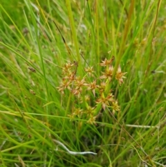 Juncus prismatocarpus (Branching Rush) at Mt Holland - 22 Jan 2023 by danswell