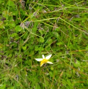 Hypoxis hygrometrica at Tinderry, NSW - 22 Jan 2023