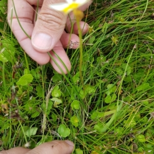 Hypoxis hygrometrica at Tinderry, NSW - 22 Jan 2023