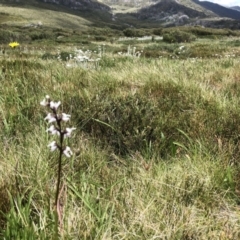 Paraprasophyllum alpestre (Mauve leek orchid) at Munyang, NSW - 21 Jan 2023 by JohnGiacon