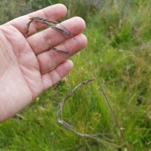 Hookerochloa hookeriana at Tinderry, NSW - 22 Jan 2023