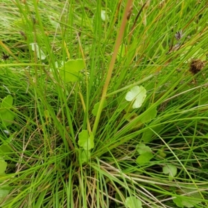 Hookerochloa hookeriana at Tinderry, NSW - 22 Jan 2023