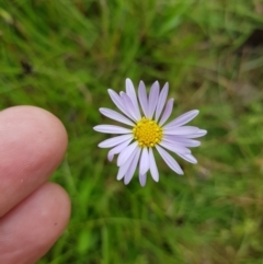 Brachyscome sp. (Cut-leaf Daisy) at Mt Holland - 22 Jan 2023 by danswell