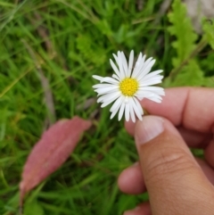 Brachyscome decipiens (Field Daisy) at Tinderry, NSW - 22 Jan 2023 by danswell