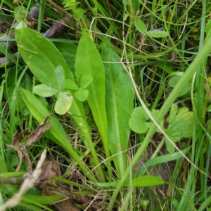 Brachyscome decipiens at Tinderry, NSW - 22 Jan 2023