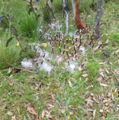 Senecio quadridentatus (Cotton Fireweed) at Mt Holland - 22 Jan 2023 by danswell