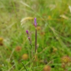 Epilobium billardiereanum (Willowherb) at Mt Holland - 22 Jan 2023 by danswell