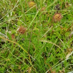 Epilobium billardiereanum at Tinderry, NSW - 22 Jan 2023